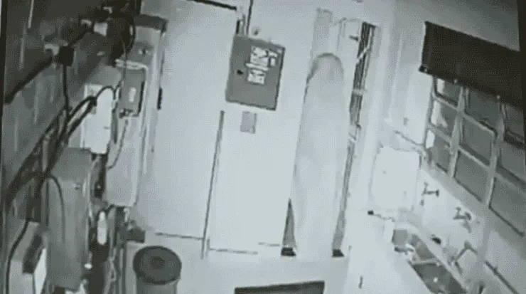 Imagem: Divulgação/Polícia Civil