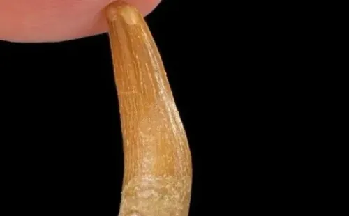 Foto: Divulgação/Universidade de Bath