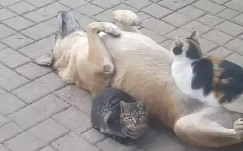 Vídeo dos gatos dormindo com o cachorro viralizou - Foto: TikTok @carlopuri1
