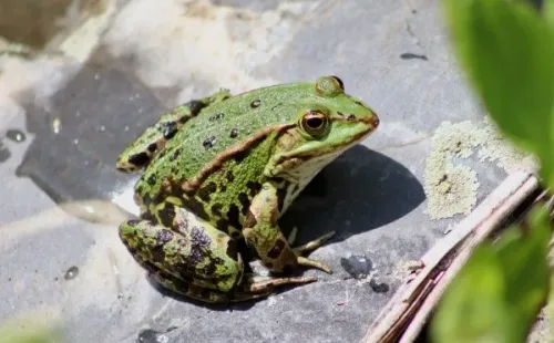 A prática de pegar sapos é desaconselhada por especialistas – Imagem: Reprodução/Pixabay