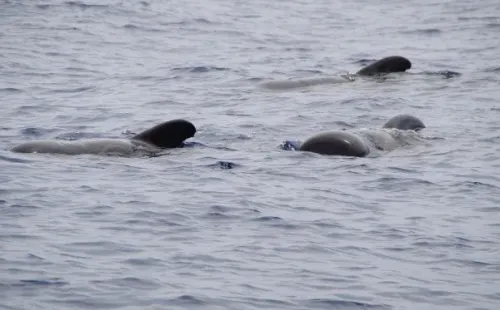 Imagem: Reprodução/Pixabay