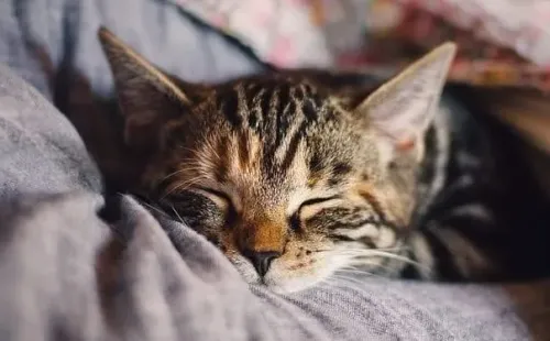 Reprodução/Pixabay