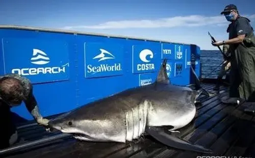 Brenton recebeu um chip de GPS para ser monitorado - Foto: Reprodução / Ocearch