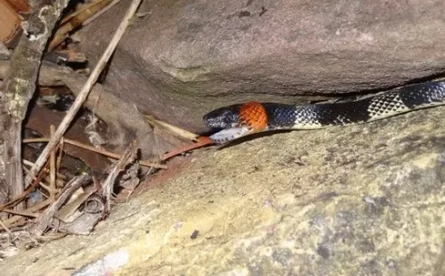 Foto: Reprodução/Pixabay - Cobra.