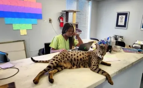 Imagem: Reprodução/Instagram oficial do 'Starcats Detroit'.