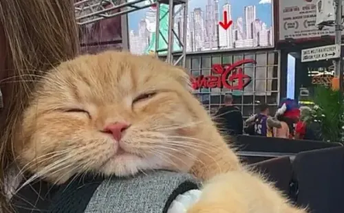 Os gatos passeiam por vários lugares do planeta - Foto: TikTok @spongecake_cats