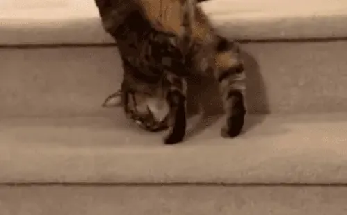 Posey dá o seu show para as câmeras - Foto: TikTok @rolyposey