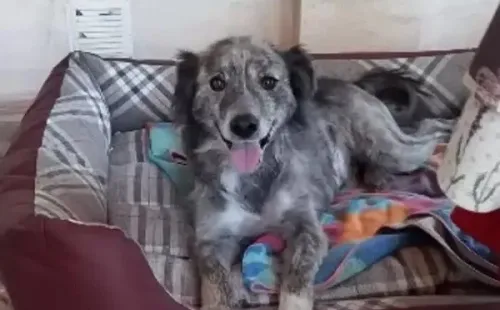 Rem ganhou uma nova casa após ser libertado - Foto: YouTube @Paws Show