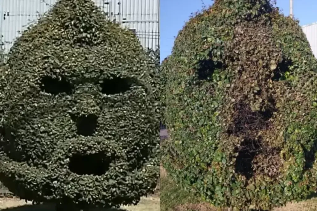 Así quedó el árbol que se hizo viral en las últimas horas | FOTO: Captura