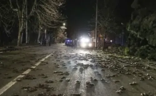 Los pájaros muertos que aparecieron en Nueva México (Estados Unidos).