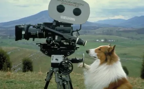 lassie remake