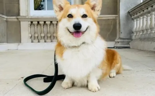Newton, el perro de Kate Sharma. Foto: (Netflix)