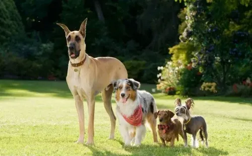 marmaduke