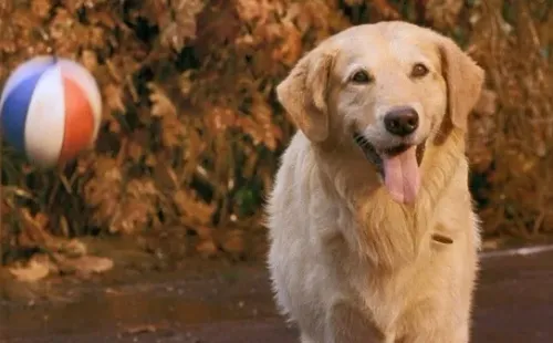 buddy super estrella