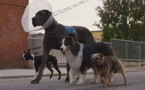 Strays, la próxima película de Will Ferrell (Universal Pictures).