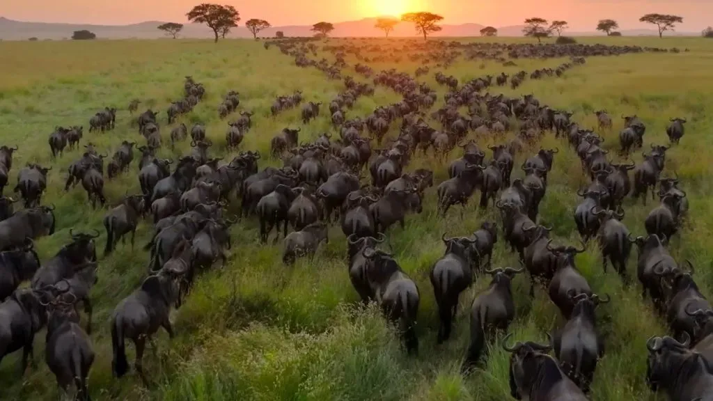 Nuestro Planeta regresa con su temporada 2 el 14 de junio a Netflix. (IMDb)