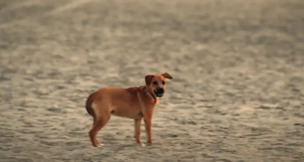 Imagen: @bamboopictures5246.