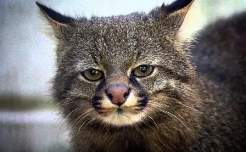 Gato Colo Colo
