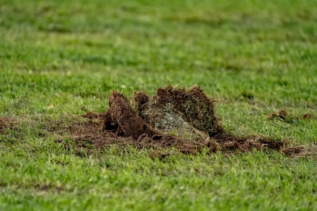 Así tiene Blanco y Negro el terreno de juego del Estadio Monumental.