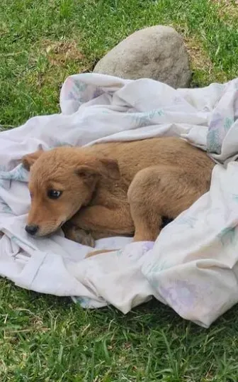 Nala, la perrita del refuerzo de Colo Colo Basquet