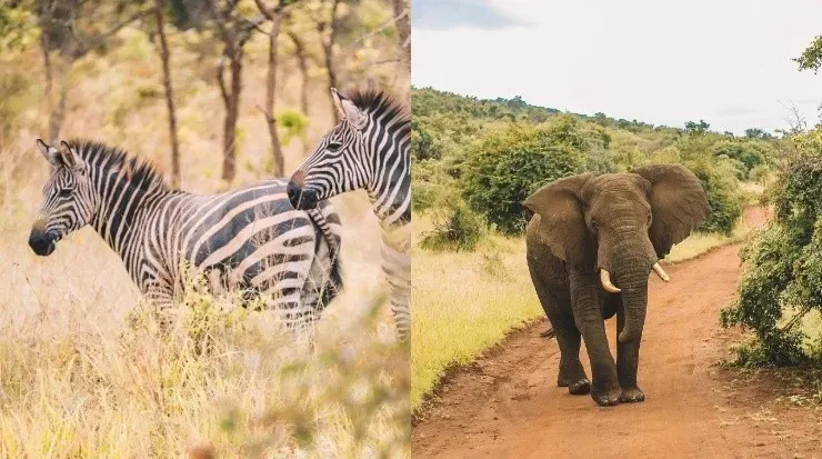 Animales en el Parque Nacional de Akagera, Ruanda (Visit Rwanda)