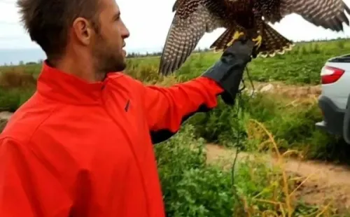 Morales Neumann con un halcón en Mendoza.
