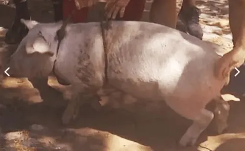 Chancho