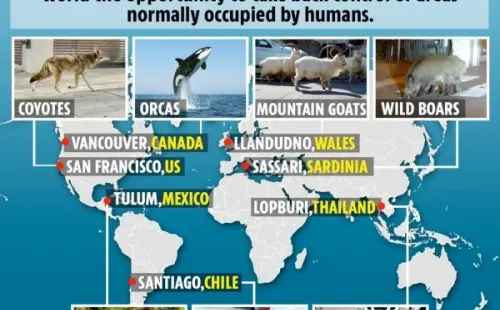 “Animales reclamando su territorio”, tituló The Sun.