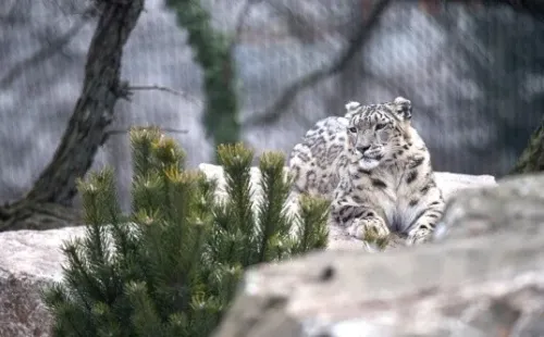 El leopardo de las nieves por ahora se puede ver en cautiverio.