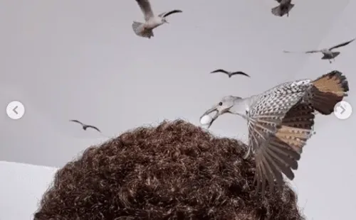 Pero luego se molestó a sí mismo al compararlo con un nido de aves