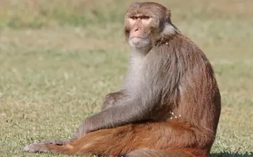El macaco Rhesus tiene un gran parecido biológico al humano.
