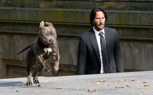 John Wick y su nuevo perro tendrán que esperar un total de tres años para volver a reencontrarse.