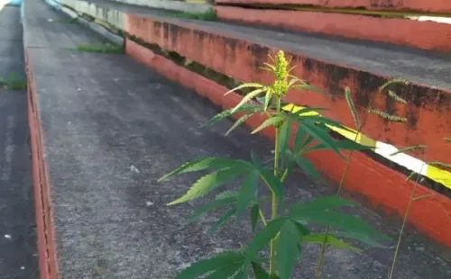 La planta de marihuana que creció entremedio del cemento de una galería del Estadio Lorenzo Arandilla. (FOTO: @@Juansante)
