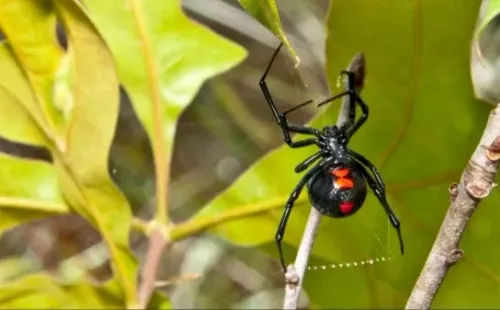 Esta fue el tipo de ejemplar que encontraron los niños y que pensaron los transformaría en “Spider-Man”.
