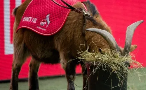 La famosa mascota del Colonia seguirá relegada por las medidas de seguridad de los partidos. (Foto: Getty)