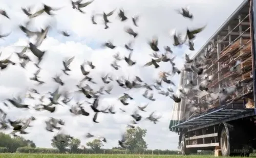 Carreras de palomas se convirtieron en el primer deporte en volver a Inglaterra tras la cuarentena ayudando a salir a la gente de la depresión