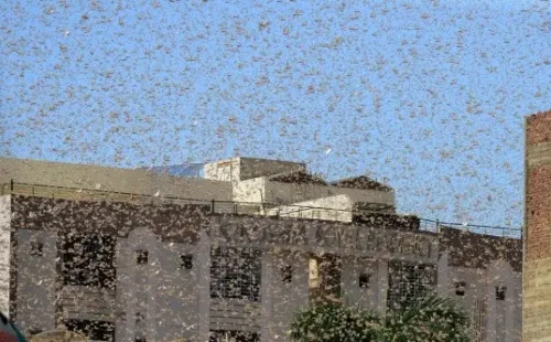 Las calles de Pakistán están invadidas de langostas.