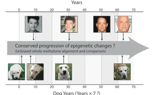 La forma común de medir la edad con una escala 1:7.