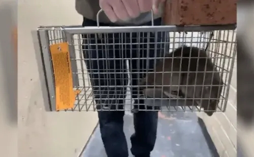 Este es otro de los ratones que un habitante de Litherland capturó en los últimos días.