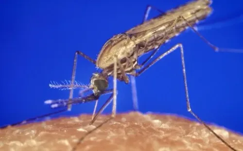 El mosquito preocupa a Bill Gates por ser un transmisor de varias enfermedades.