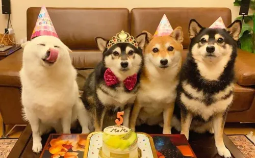 Hina cumpleañero