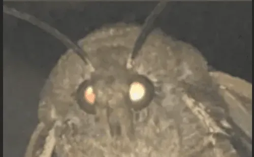 La polilla que@realitycul*** le dedicó a Gianella Marengo.