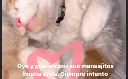 El gato uwu de @realitycul***.
