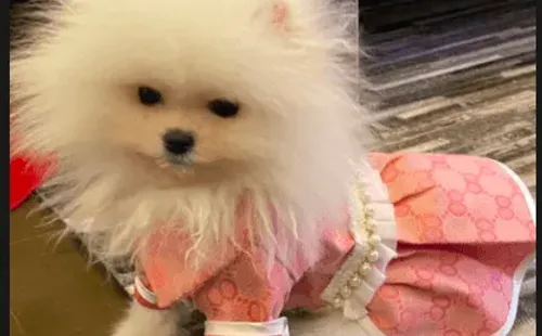 Coca, la perrita de Nano Calderón y Rebeca Naranjo.