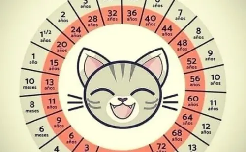 Tabla para calcular la edad de tu gato