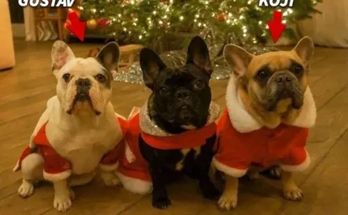 Gustav y Koji son los dos perros de Lady Gaga que terminaron secuestrados tras el asalto.(Foto:TMZ)