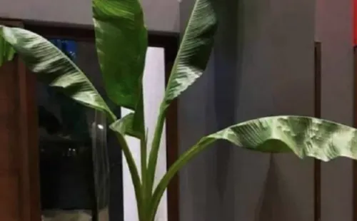 Kathy Bodis vende su planta