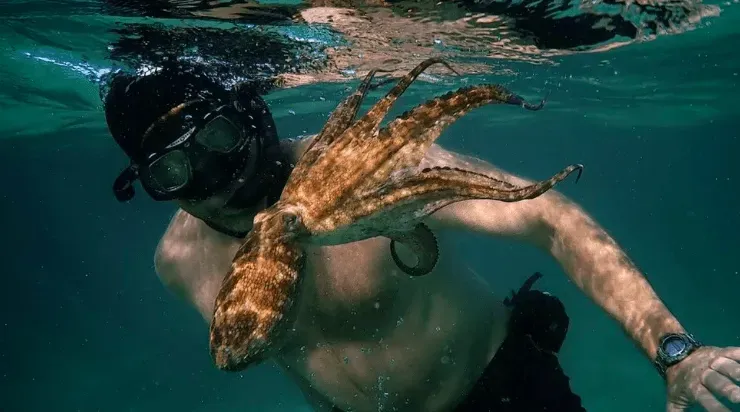 Oscar 2021: My Octopus Teacher le arrebató la estatuilla dorada a la chilena El Agente Topo.