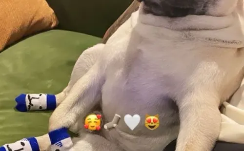 ¿Panchito, el pug de Guillermo Maripán, en las historias de Constanza Ríos?