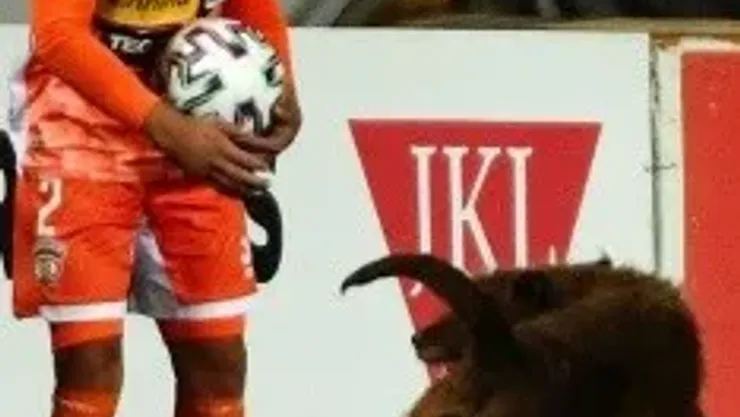 Perrito de Cobreloa Primera B Campeonato Chileno Perro mascota